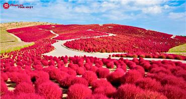 Tour Nhật Bản Mùa Thu 5N4Đ: Cung Đường Tokyo - Phú Sĩ - Cỏ Kochia